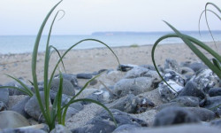 Prora Strand_klein.jpg